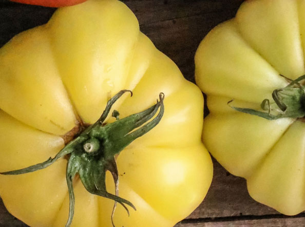 tomate monterosa amarillo